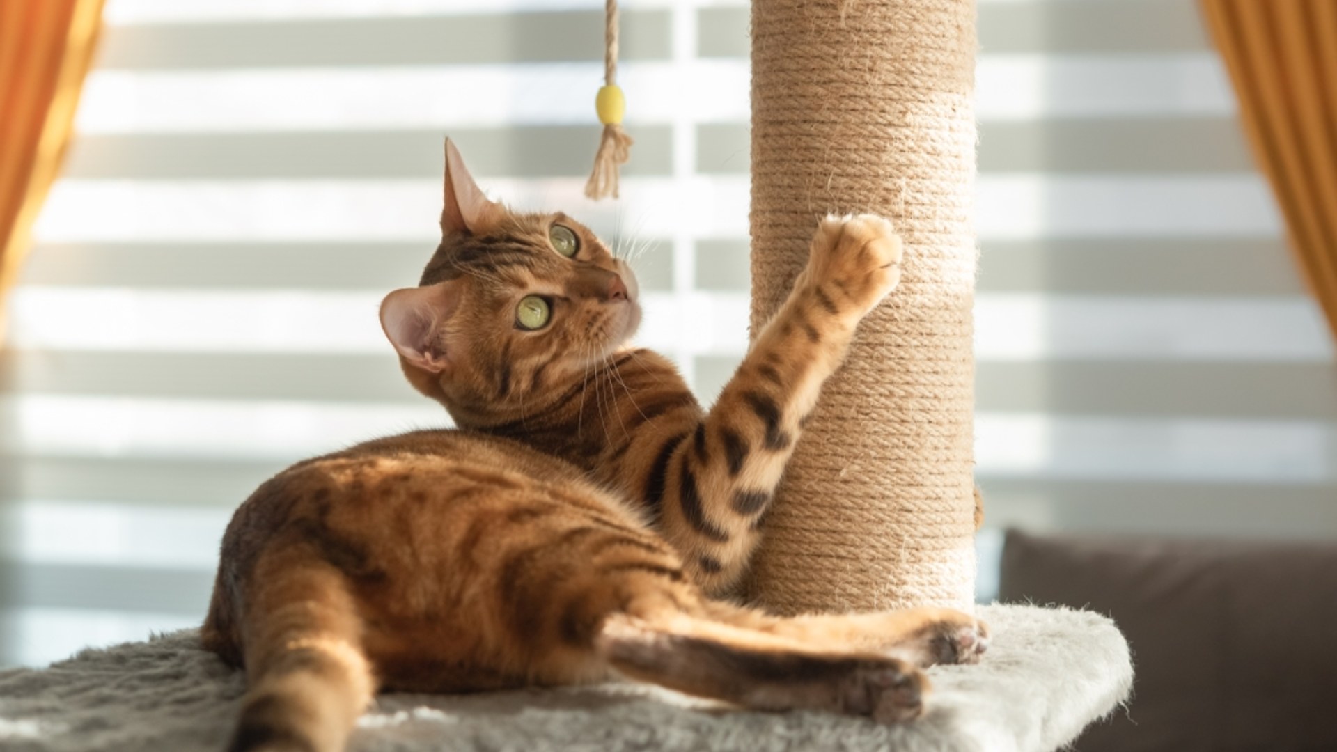 slider image slider_item_1